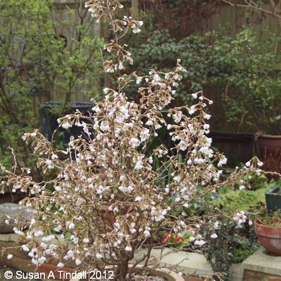 Prunus 'Koyou-No-Mai' - 7.5L Pot