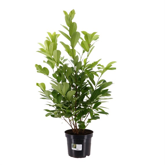 Prunus Laurocerasus 'Rotundifolia' - 10L Pot