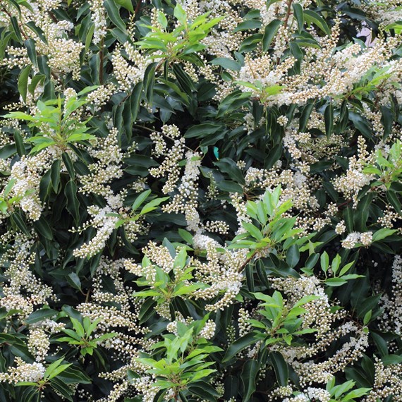 Prunus Lusitanica 'Angustifolia' - 4L Pot