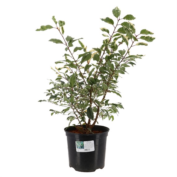 Prunus 'Variegata' - 7.5L Pot