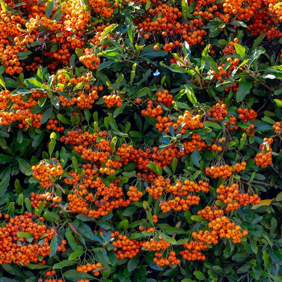 Pyracantha 'Golden Paradise' - 4L Pot