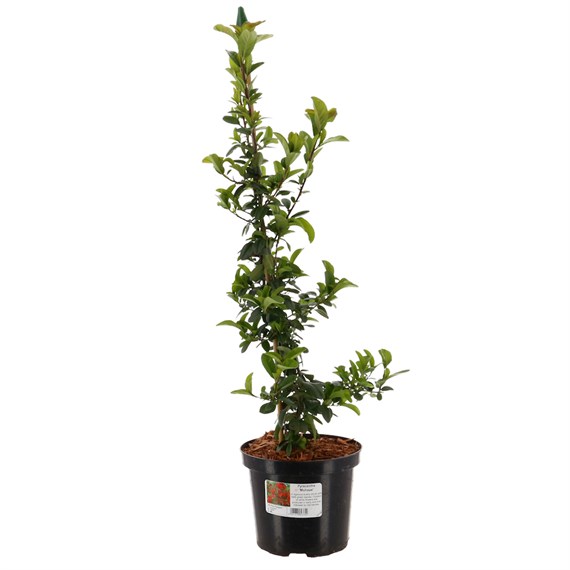 Pyracantha 'Mohave' - 4L Pot