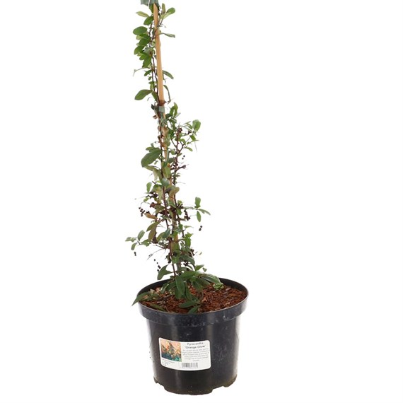 Pyracantha 'Orange Glow' - 7.5L Pot