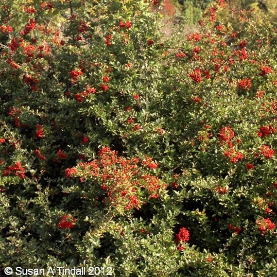 Pyracantha 'Red Column' - 4L Pot