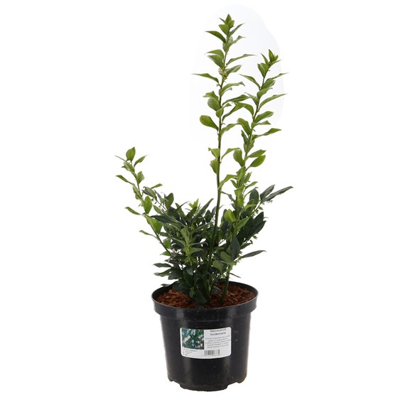 Sarcococca Hookeriana - 4L Pot