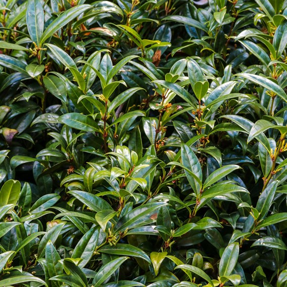 Sarcococca Ruscifolia - 4L Pot