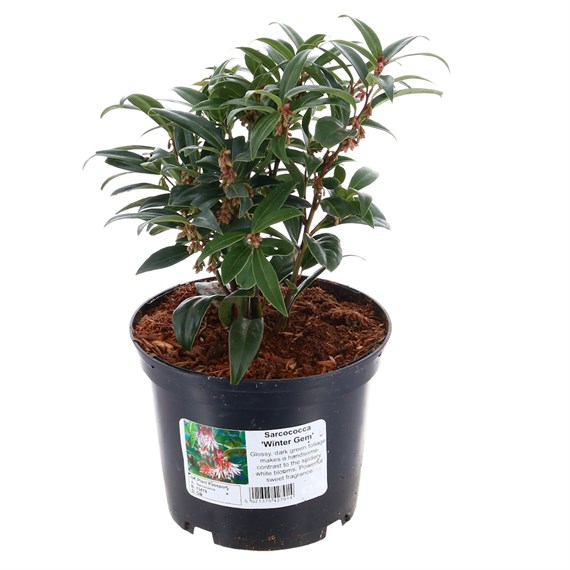Sarcococca 'Winter Gem' - 3L Pot