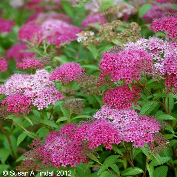Spiraea 'Anthony Waterer' - 3L Pot