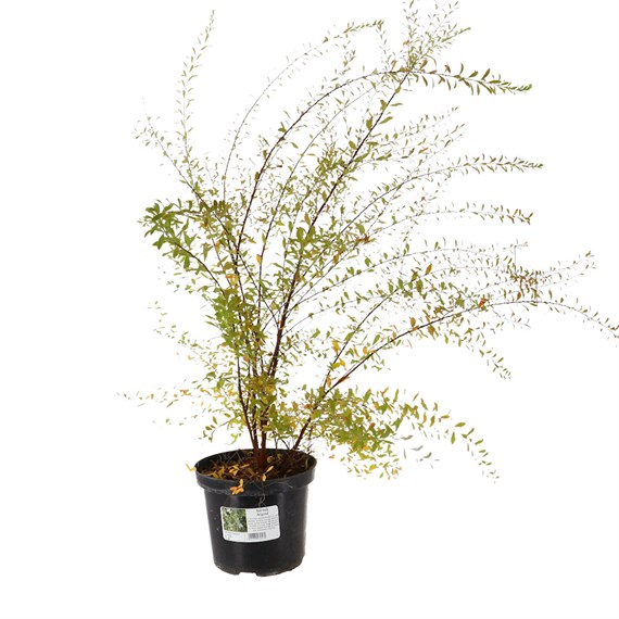Spiraea Arguta' - 4L Pot