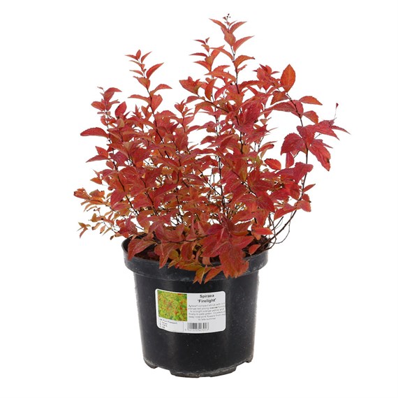 Spiraea 'Firelight' - 4L Pot