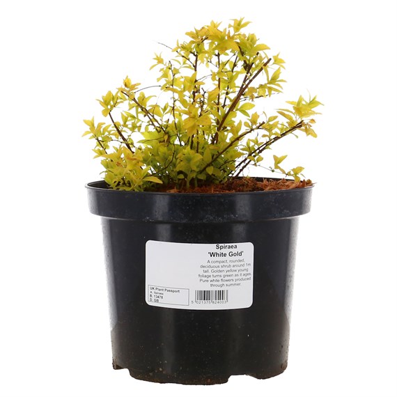 Spiraea japonica 'White Gold' - 4L Pot