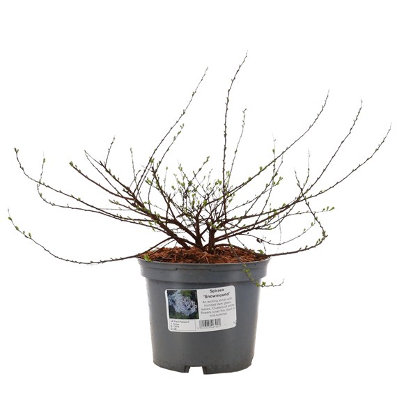 Spiraea nipp. 'Snowmound' - 7.5L Pot