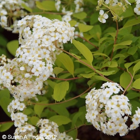 Spiraea Vanhouttei - 4L Pot