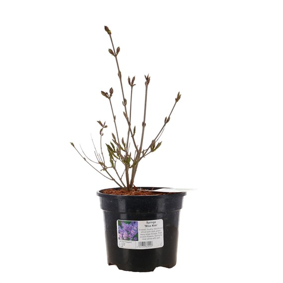 Syringa patula 'Miss Kim' - 3L Pot