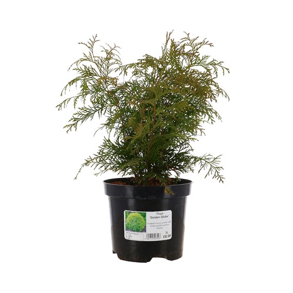 Thuja 'Golden Globe' - 3L Pot