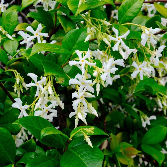 Trachelospermum Golden Memories - 4L Pot