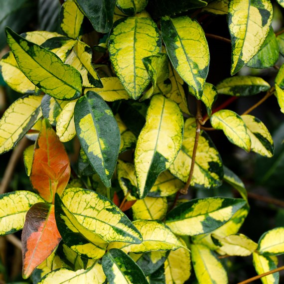 Trachelospermum 'Star Wars' - 4L Pot