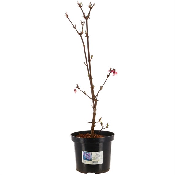 Viburnum bodnantense 'Dawn' - 4L Pot