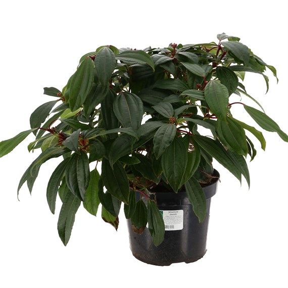 Viburnum davidii - 7.5L Pot