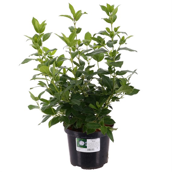 Viburnum tinus - 4L Pot