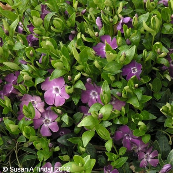 Vinca 'Atropurpurea' - 5L Pot