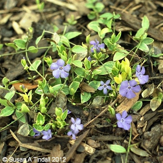 Vinca 'Aureovariegata - 5L Pot