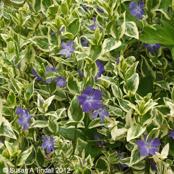 Vinca 'Variegata' - 5L Pot
