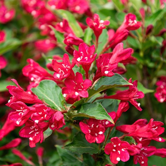 Weigela All Summer Red' - 7.5L Pot