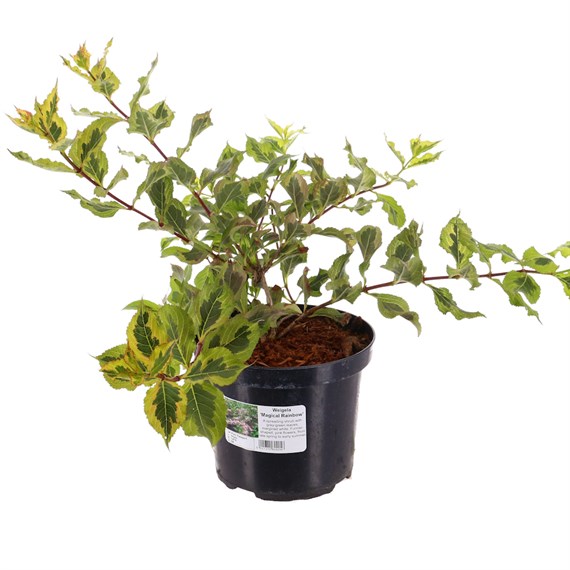 Weigela florida 'Magical Rainbow' - 4L Pot