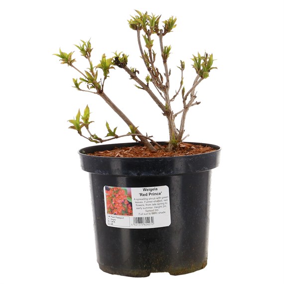Weigela Florida Red Prince - 4L Pot