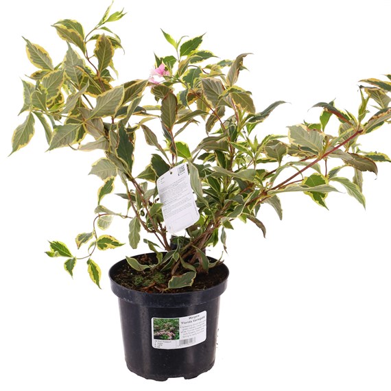 Weigela florida 'Variegata' - 4L Pot