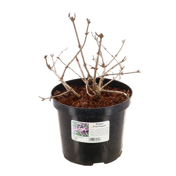 Weigela Pink Poppet - 4L Pot