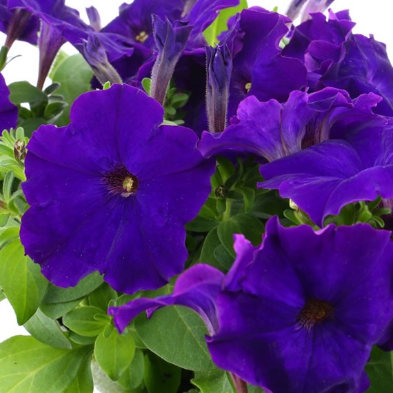 Petunia Grandiflora Blue 6 Pack Boxed Bedding