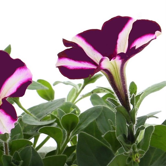 Petunia F1 Frenzy Blue Star 12 Pack Boxed Bedding