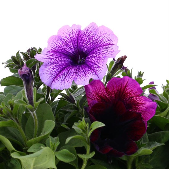 Petunia F1 Frenzy Deep Dark Dawn 12 Pack Boxed Bedding