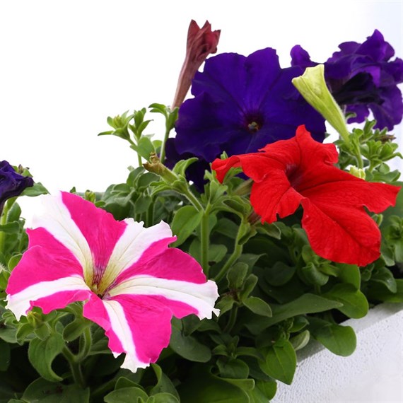 Petunia Grandiflora F1 Mixed 6 Pack Boxed Bedding