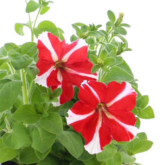 Petunia F1 Frenzy Red Star 12 Pack Boxed Bedding