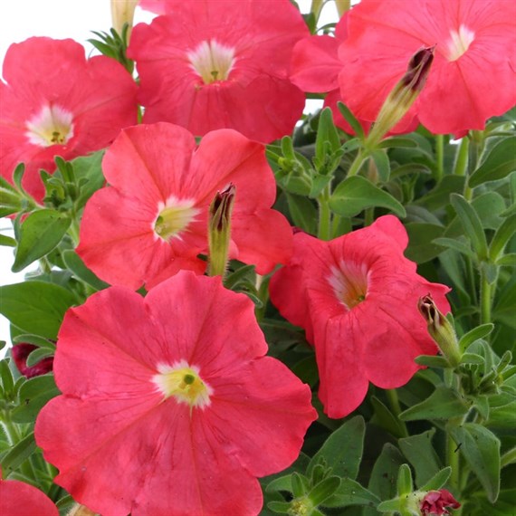 Petunia F1 Frenzy Salmon Pink 12 Pack Boxed Bedding