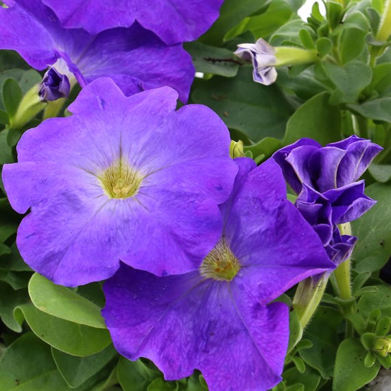 Petunia F1 Frenzy Light Blue 12 Pack Boxed Bedding