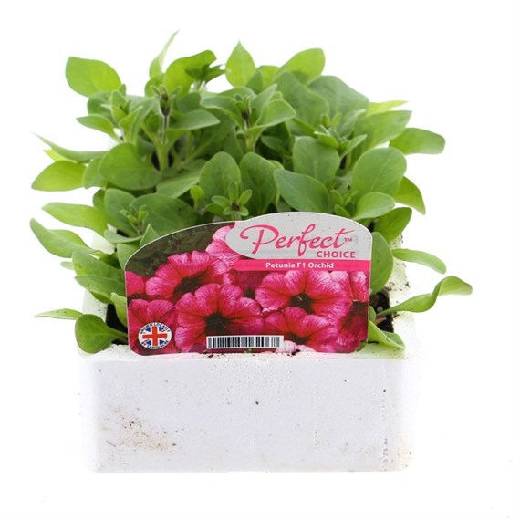 Petunia F1 Frenzy Orchid 12 Pack Boxed Bedding