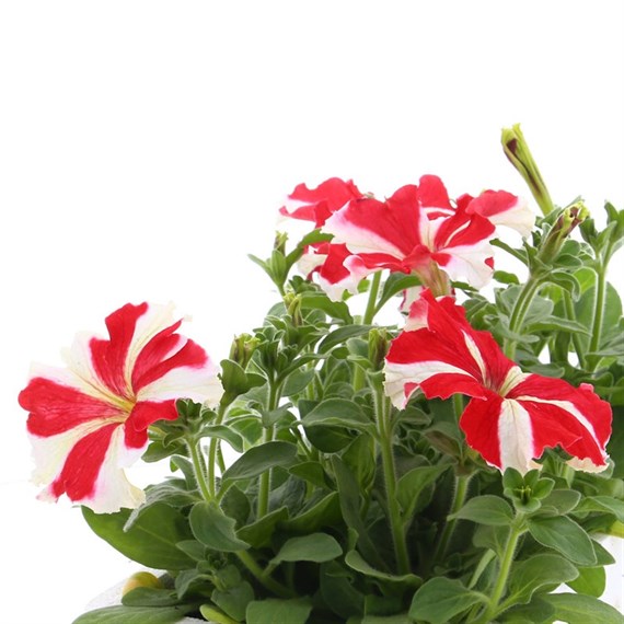 Petunia Grandiflora Red Star 6 Pack Boxed Bedding