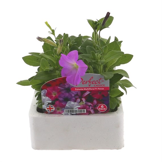 Petunia Multiflora Focus Mixed 6 Pack Boxed Bedding