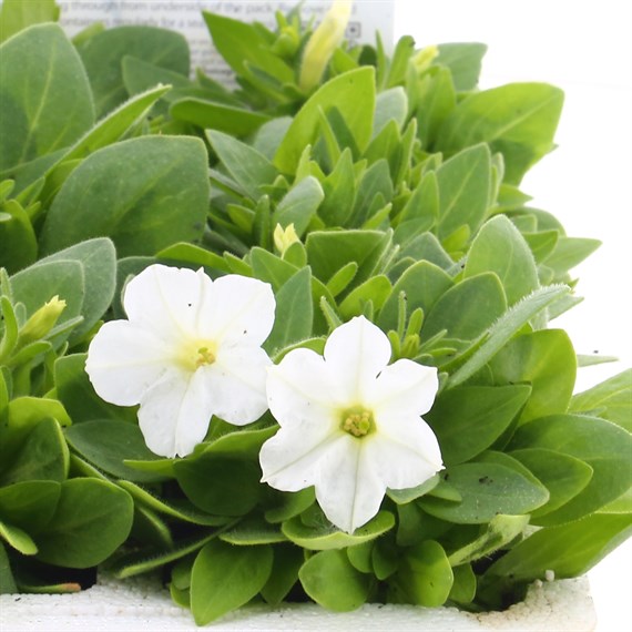 Petunia Picobella White 6 Pack Boxed Bedding