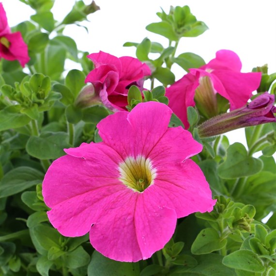 Petunia Grandiflora F1 Pink 6 Pack Boxed Bedding