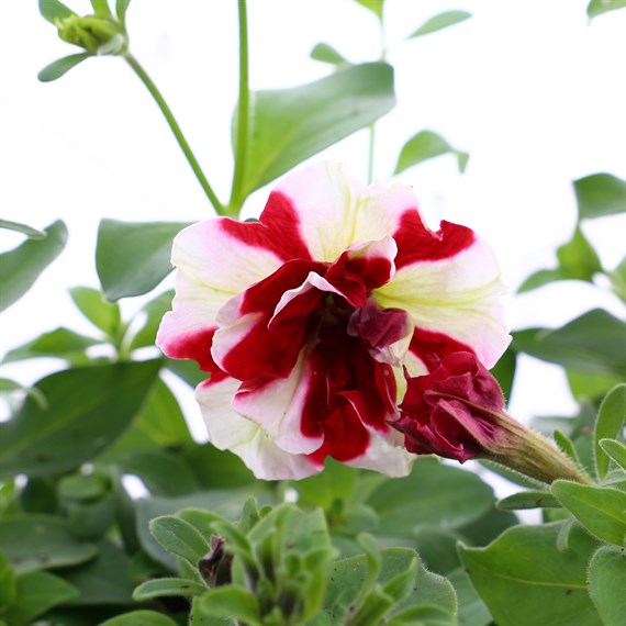 Petunia Pirouette Double 6 Pack Boxed Bedding