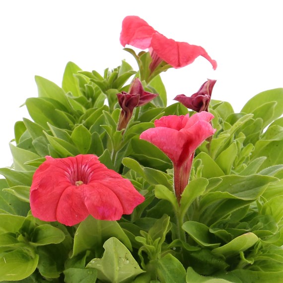 Petunia Grandiflora Salmon 6 Pack Boxed Bedding