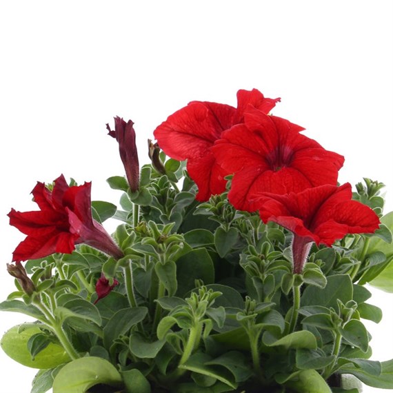 Petunia Grandiflora F1 Scarlet 6 Pack Boxed Bedding