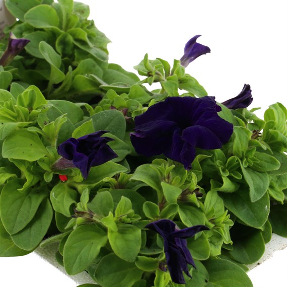 Petunia (Trailing) Wave Blue 6 Pack Boxed Bedding