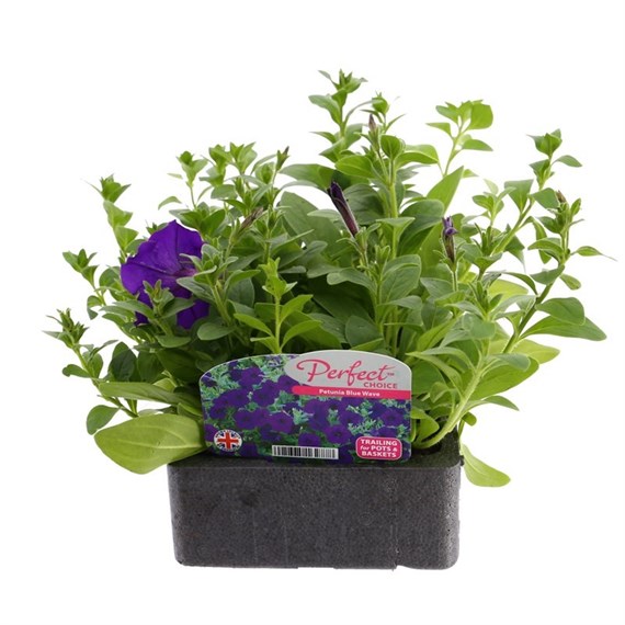Petunia (Trailing) Wave Blue 6 Pack Boxed Bedding