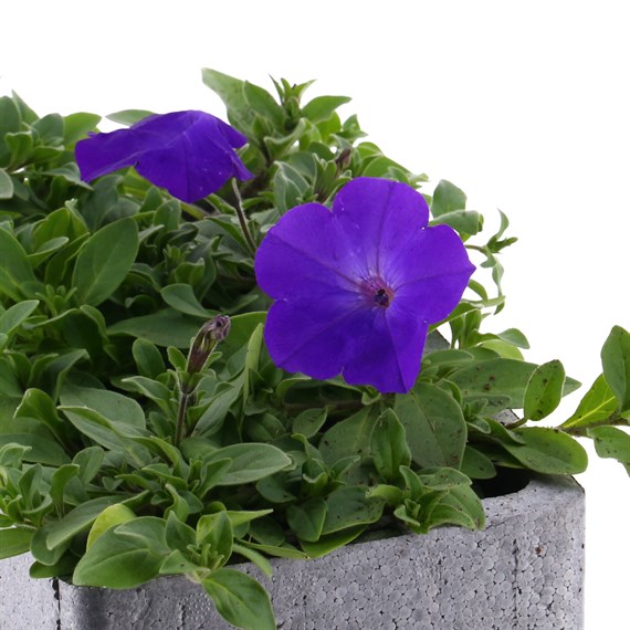 Petunia (Trailing) Wave Lavender 6 Pack Boxed Bedding